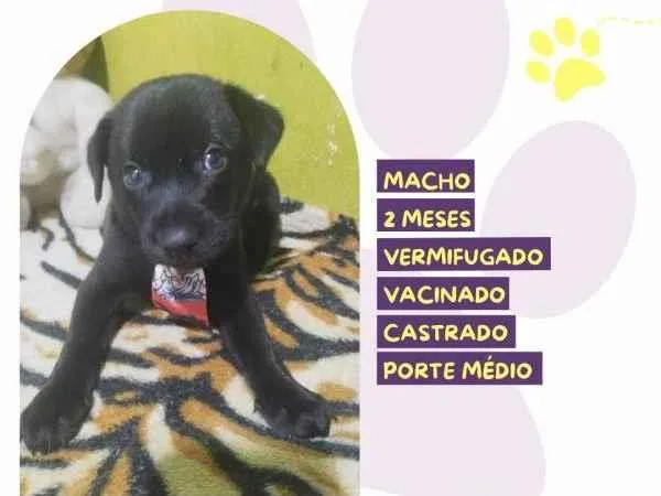 Cachorro ra a SRD-ViraLata idade 2 a 6 meses nome Denzel