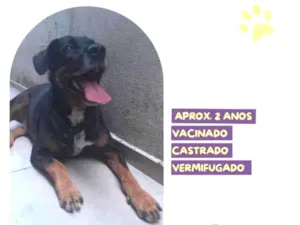 Cachorro raça SRD-ViraLata idade 1 ano nome Gigante Emilio