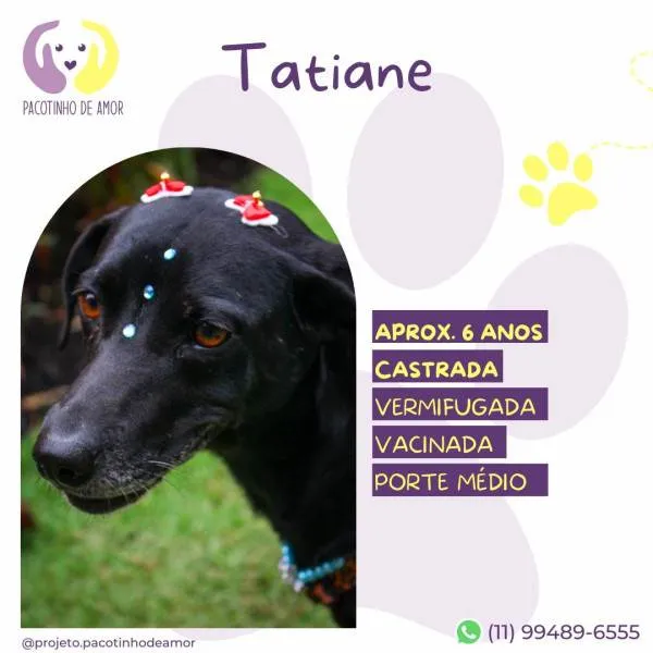 Cachorro ra a SRD-ViraLata idade 1 ano nome Tatiane