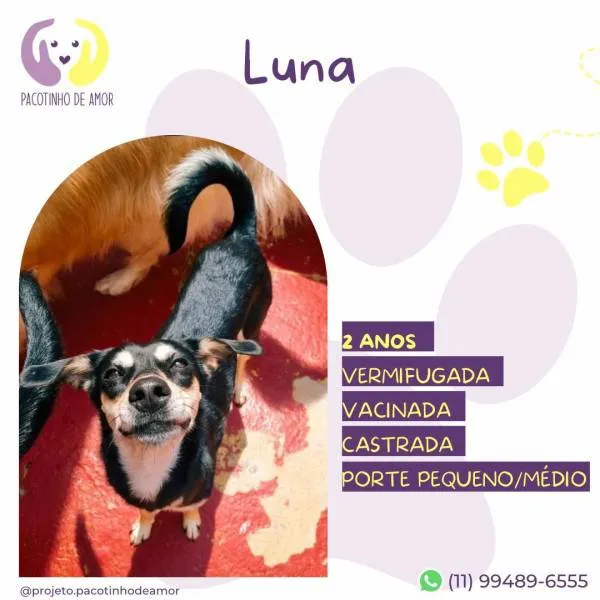 Cachorro ra a SRD-ViraLata idade 1 ano nome Luna