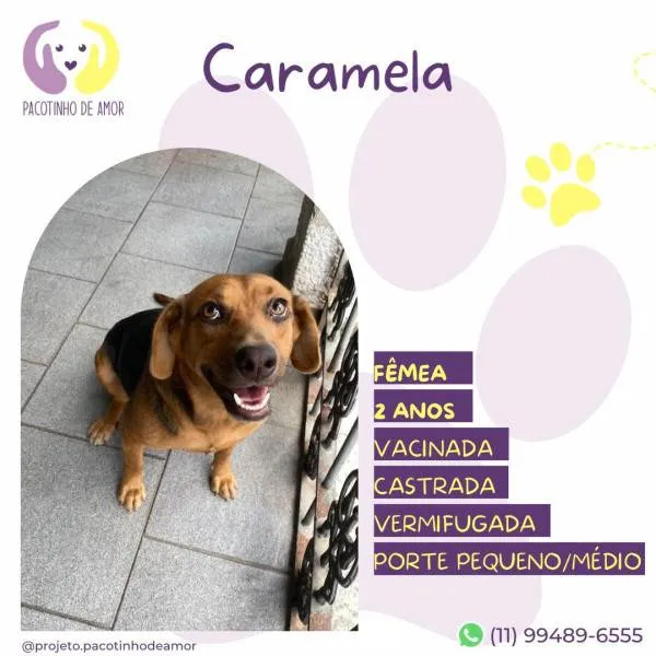 Cachorro ra a SRD-ViraLata idade 1 ano nome Caramela