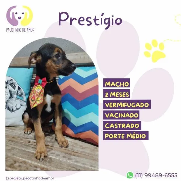 Cachorro ra a SRD-ViraLata idade 2 a 6 meses nome Prestígio 