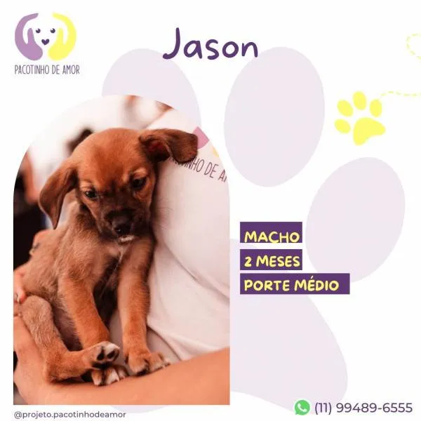 Cachorro ra a SRD-ViraLata idade 2 a 6 meses nome Jason