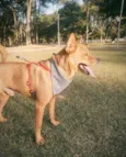 Bradock