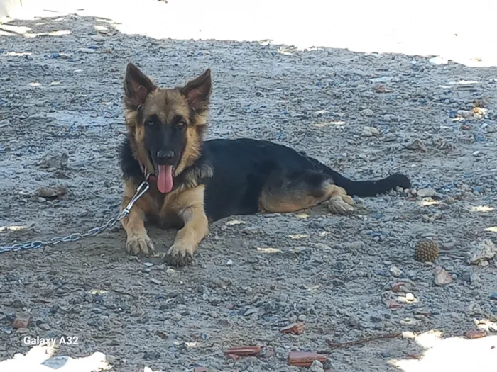 Cachorro ra a Pastor Alemão idade 7 a 11 meses nome Colina