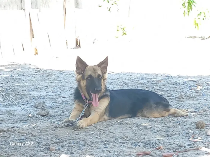 Cachorro ra a Pastor Alemão idade 7 a 11 meses nome Colina