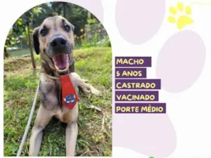 Cachorro raça SRD-ViraLata idade 1 ano nome Billy