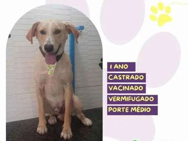 Cachorro ra a SRD-ViraLata idade 2 a 6 meses nome Lyon