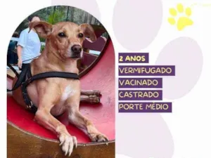 Cachorro raça SRD-ViraLata idade 1 ano nome Start