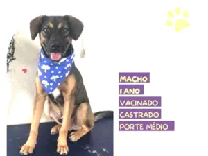 Cachorro raça SRD-ViraLata idade 1 ano nome Duque