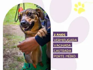 Cachorro raça SRD-ViraLata idade 1 ano nome Maraisa