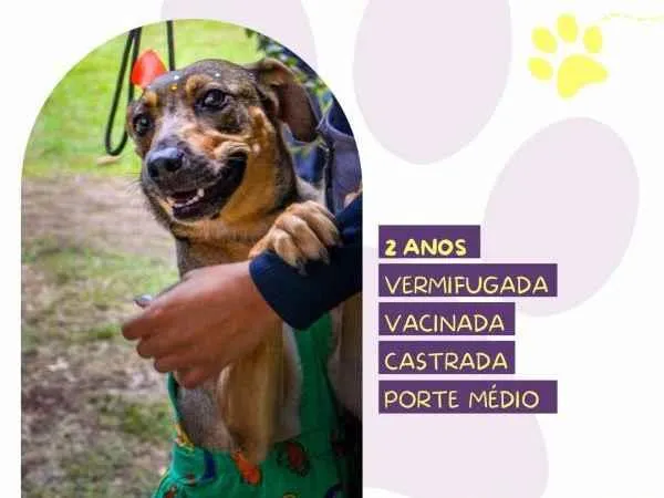 Cachorro ra a SRD-ViraLata idade 1 ano nome Maraisa