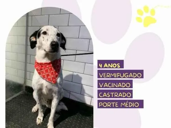 Cachorro ra a SRD-ViraLata idade 1 ano nome Milk