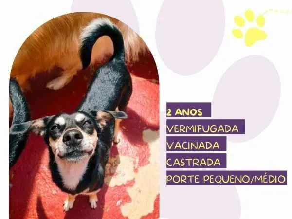 Cachorro ra a SRD-ViraLata idade 1 ano nome Luna