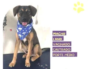 Cachorro raça SRD-ViraLata idade 1 ano nome Duque