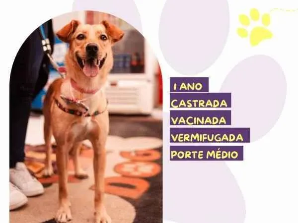 Cachorro ra a SRD-ViraLata idade 1 ano nome Pandora