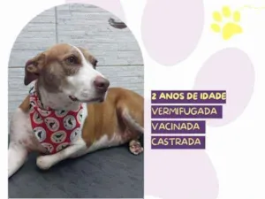 Cachorro raça SRD-ViraLata idade 1 ano nome Zara