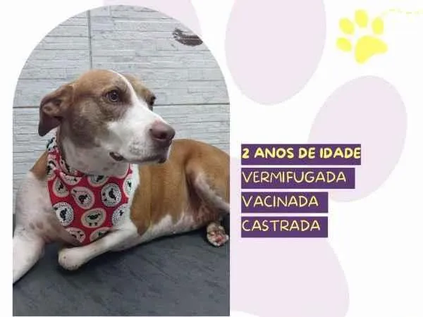 Cachorro ra a SRD-ViraLata idade 1 ano nome Zara