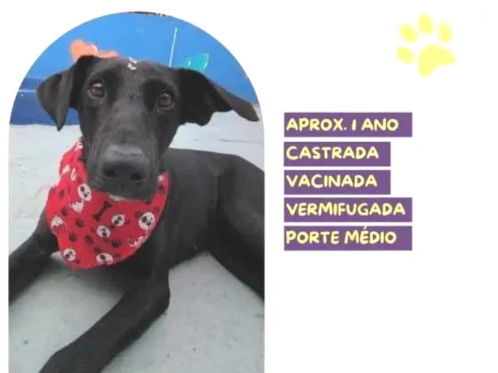 Cachorro ra a SRD-ViraLata idade 1 ano nome Kika