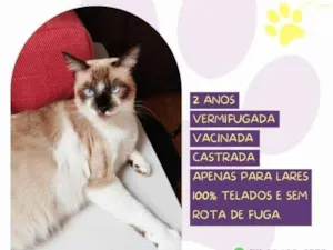 Gato raça SRD-ViraLata idade 1 ano nome Sabrina