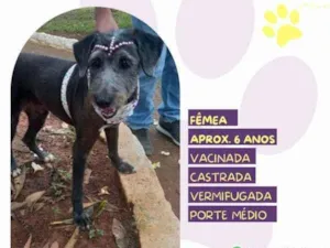 Cachorro raça SRD-ViraLata idade 1 ano nome Emília 