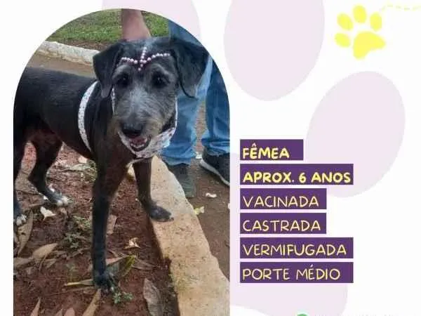 Cachorro ra a SRD-ViraLata idade 1 ano nome Emília 