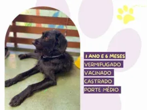 Cachorro raça SRD-ViraLata idade 1 ano nome Nick