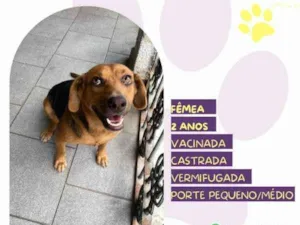 Cachorro raça SRD-ViraLata idade 1 ano nome Caramela