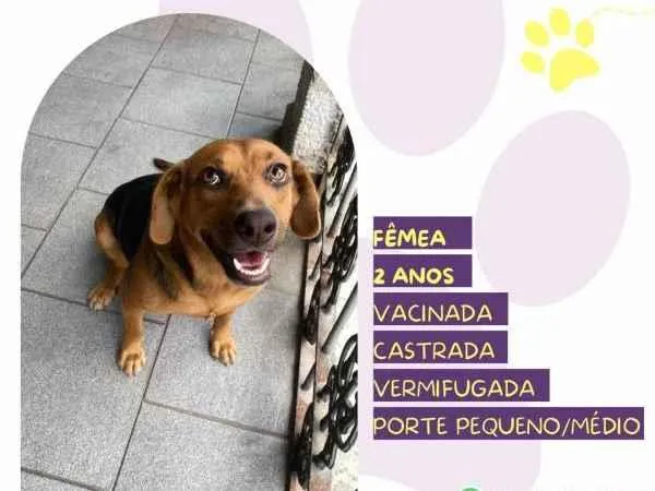 Cachorro ra a SRD-ViraLata idade 1 ano nome Caramela