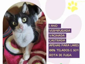 Gato raça SRD-ViraLata idade 1 ano nome Cora