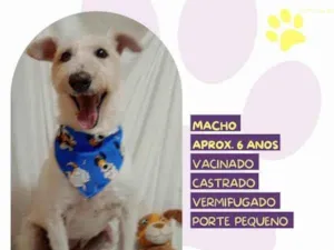 Cachorro raça SRD-ViraLata idade 1 ano nome Luck