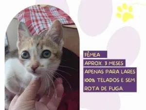 Gato raça SRD-ViraLata idade 2 a 6 meses nome Kali