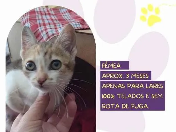 Gato ra a SRD-ViraLata idade 2 a 6 meses nome Kali