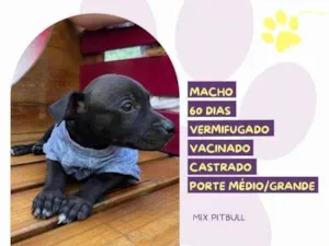 Cachorro raça SRD-ViraLata idade 2 a 6 meses nome Chocolate