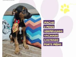 Cachorro raça SRD-ViraLata idade 2 a 6 meses nome Prestígio 