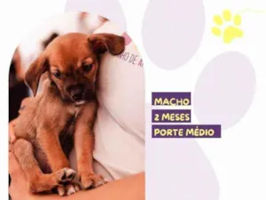 Cachorro raça SRD-ViraLata idade 2 a 6 meses nome Jason