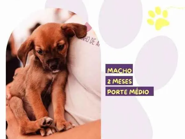 Cachorro ra a SRD-ViraLata idade 2 a 6 meses nome Jason