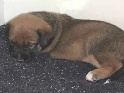 Cachorro raça SRD-ViraLata idade Abaixo de 2 meses nome cachorra femea vira lata