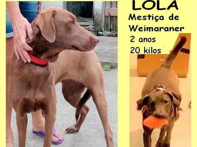 Cachorro ra a SRD-ViraLata idade 2 anos nome Lola 