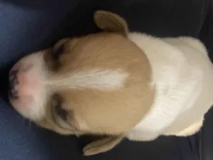 Cachorro raça SRD-ViraLata idade Abaixo de 2 meses nome Não tem nome ainda