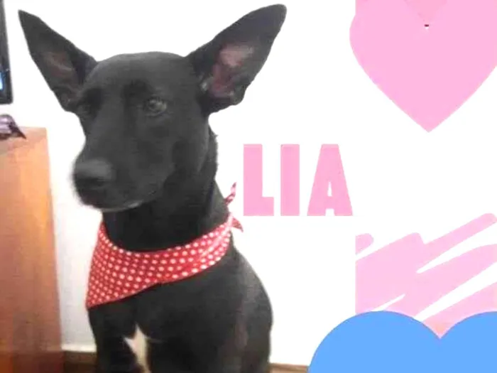 Cachorro ra a SRD-ViraLata idade 2 anos nome Lia