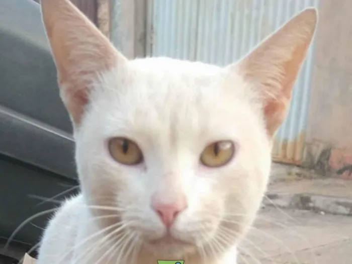 Gato ra a SRD-ViraLata idade 7 a 11 meses nome Floquinho 