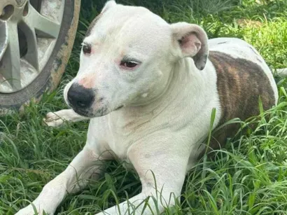 Cachorro raça Pit-Bull idade 2 anos nome Theo 