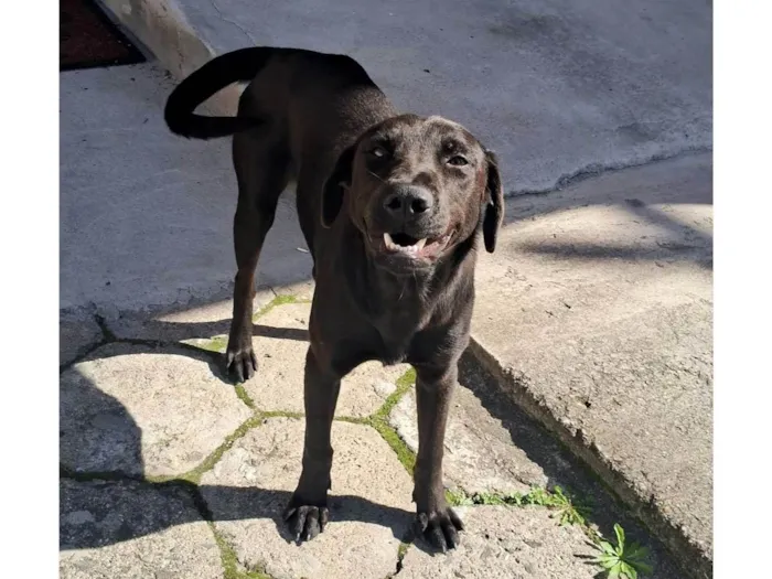 Cachorro ra a SRD-ViraLata idade 2 a 6 meses nome Pretinha