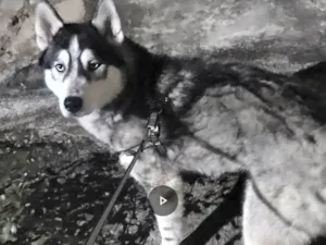 Cachorro raça Husky Siberiano idade 1 ano nome Apolo 