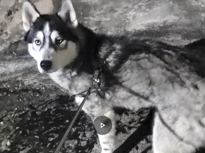 Cachorro ra a Husky Siberiano idade 1 ano nome Apolo 
