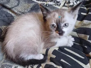 Gato raça Siamês idade Abaixo de 2 meses nome Mix siames adocao