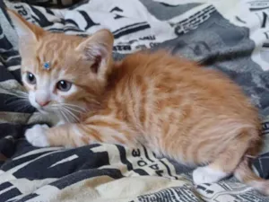 Gato raça SRD-ViraLata idade Abaixo de 2 meses nome Bebê laranja adocao