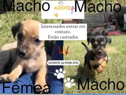 Cachorro raça SRD-ViraLata idade 2 a 6 meses nome Não tem nome ainda 