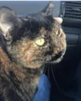 Pipoca